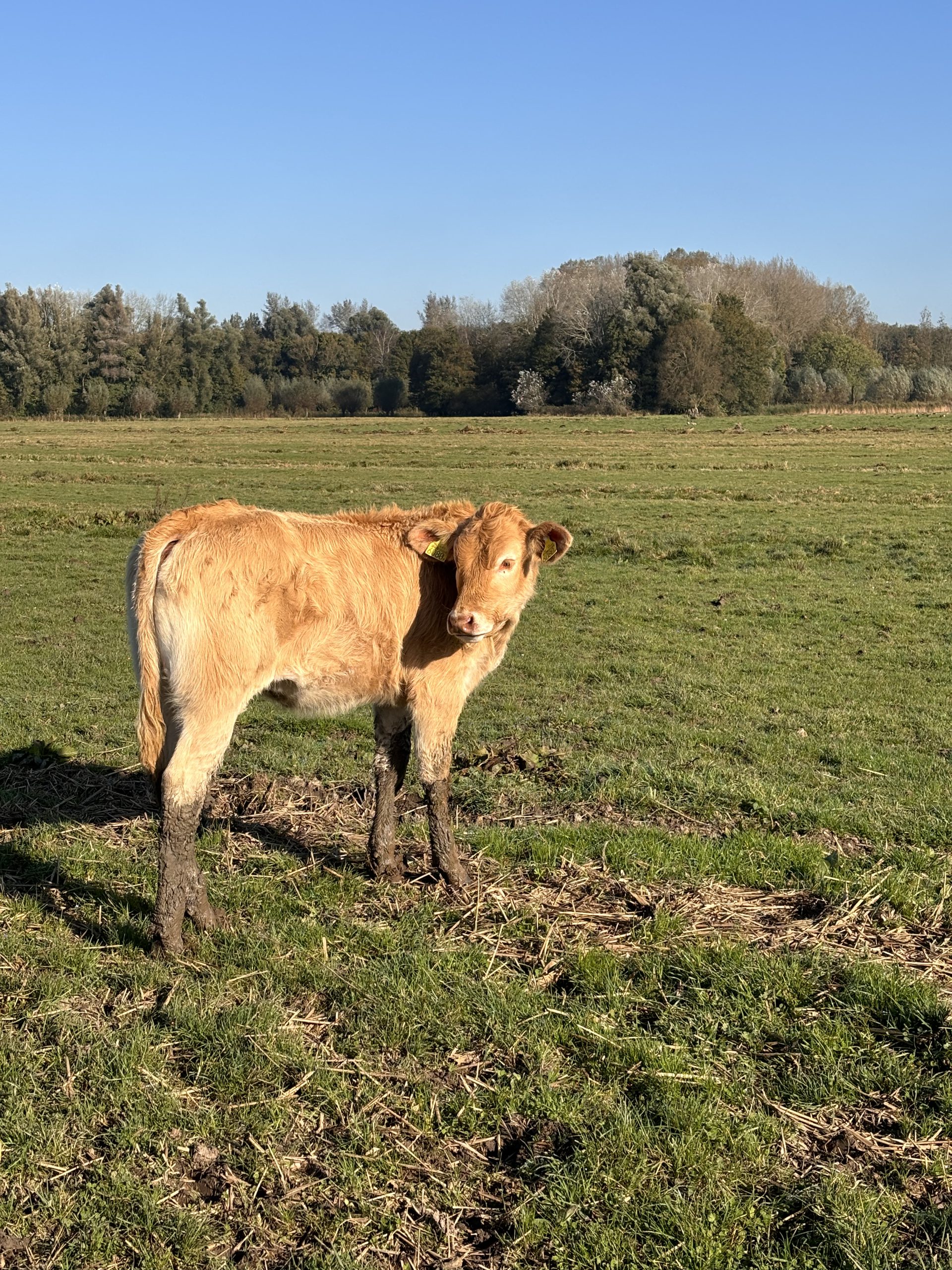 landbouw_koe